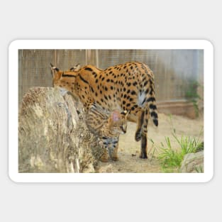 Serval Cat & Male Kitten Sticker